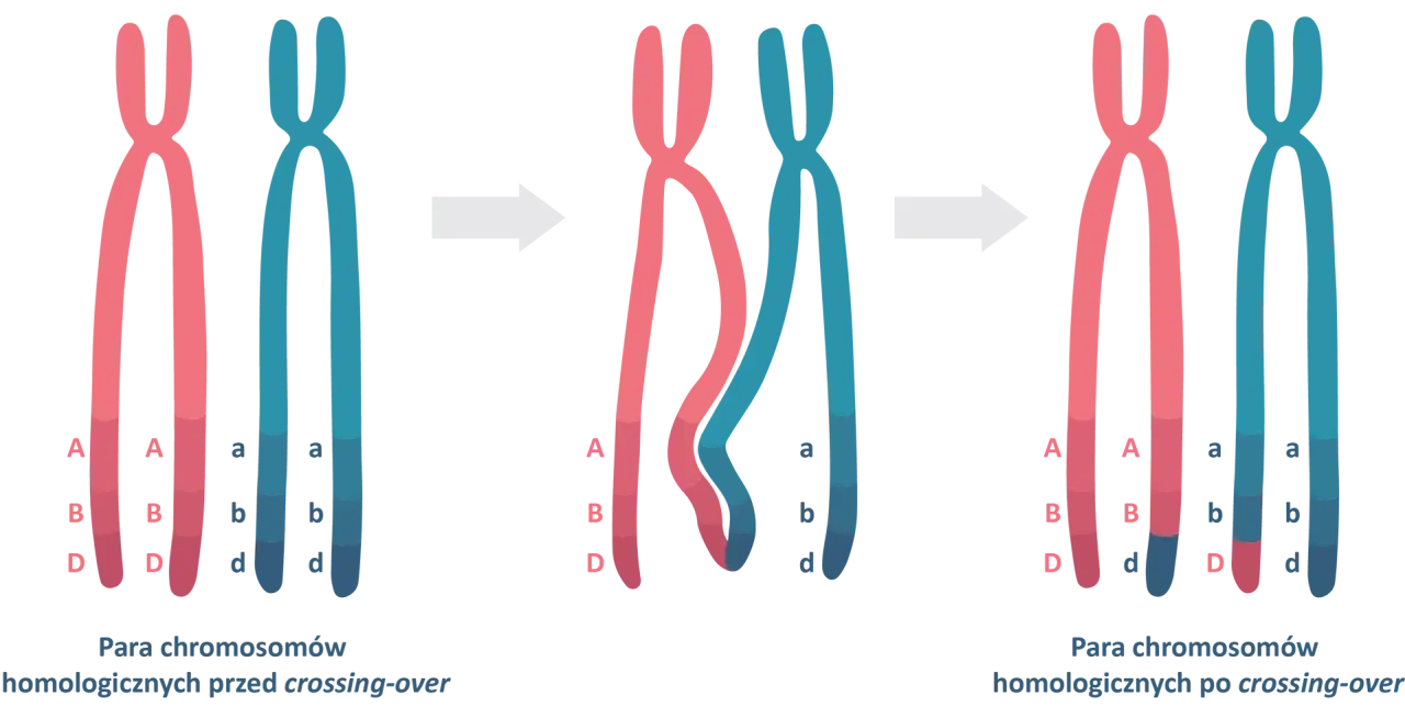 DNA, geny, autyzm, schemat dziedziczenia