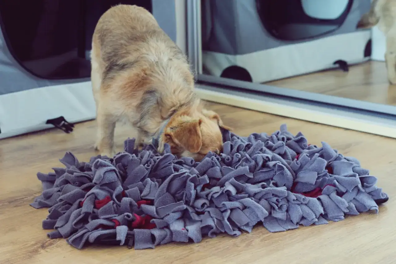 Mały piesek szuka smakołyk&oacute;w w macie węchowej. To świetny pomysł na wyprawkę dla psa, co kupić, by zapewnić mu rozrywkę.