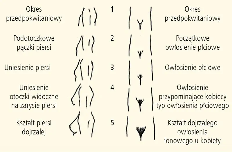etapy dojrzewania chłopców skala tannera