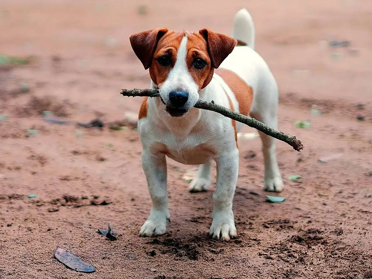 Jack Russell terrier z patykiem w pysku, gotowy do zabawy. Podstawy jak wytresować jack russell terrier to cierpliwość i konsekwencja.