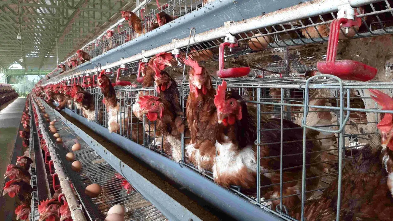 Kury w klatkach, jajka na taśmie. Czy opłaca się hodować kury? Tysiące ptaków w przemysłowej hodowli.
