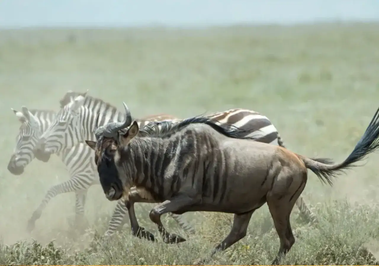 Gnu i zebry pędzą przez sawannę podczas safari w Afryce. Kurz wzbija się spod ich kopyt.