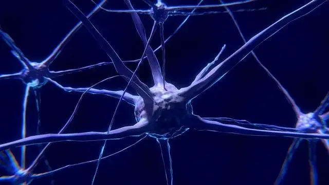 Neuroplastyczność mózgu i połączenia neuronowe