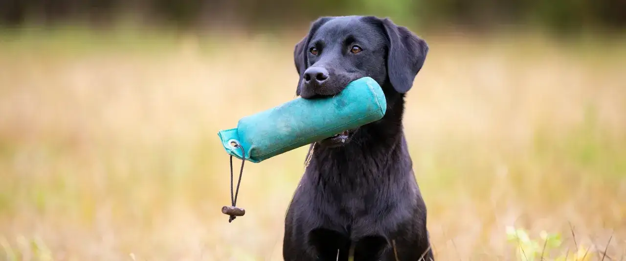 Czarny labrador z zielonym aportem w pysku, gotowy do nauki. To klucz do tego, jak wytresować szczeniaka.