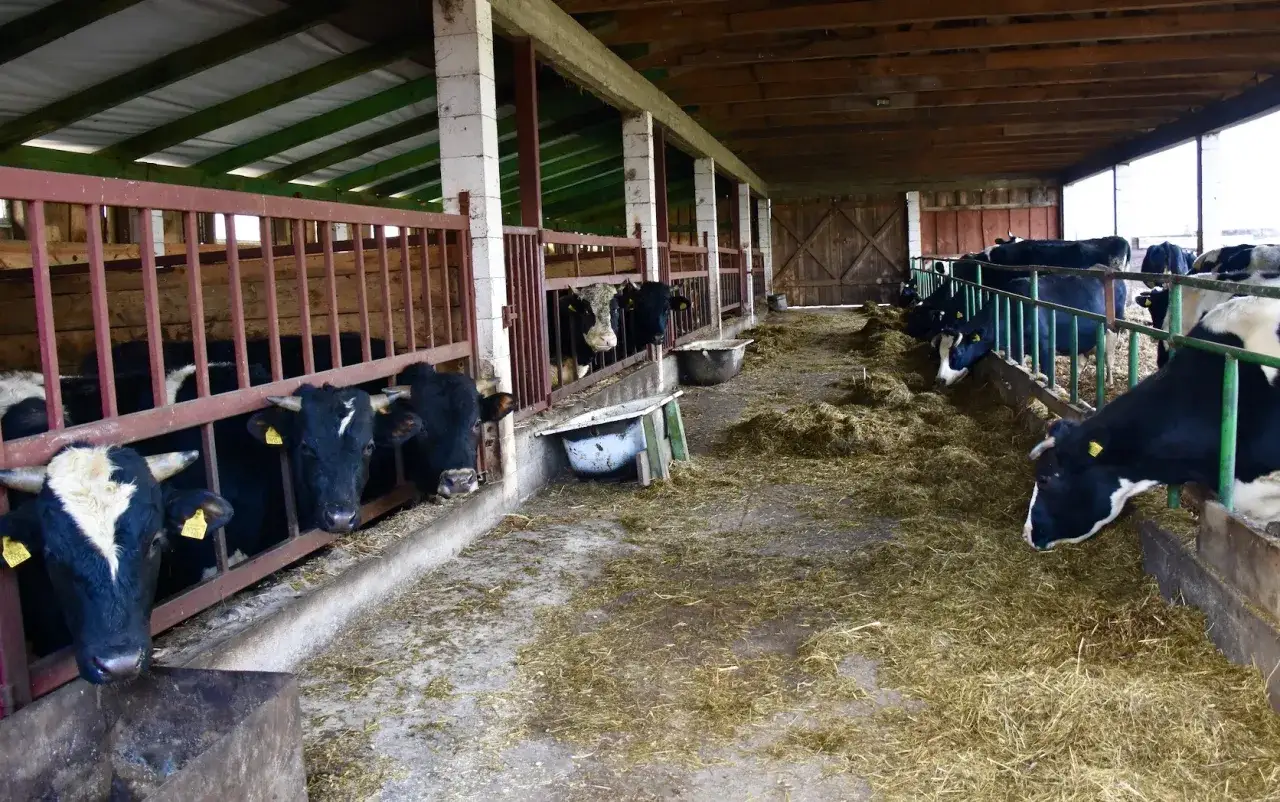 Tania obora dla bydła mięsnego. Kr&oacute;wki jedzą siano w prostych, ale funkcjonalnych zagrodach.