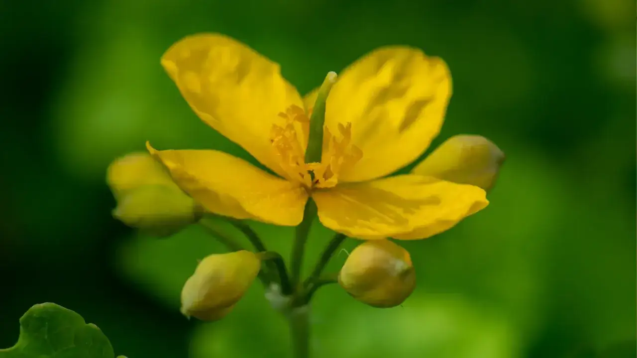 Jasny, żółty kwiat glistnika, idealny do przygotowania maści.