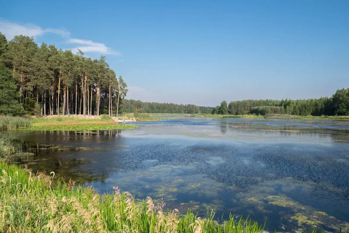Spokojna tafla jeziora w otoczeniu lasu sosnowego, z widocznymi na brzegu trzcinami i kilkoma osobami odpoczywającymi na plaży. To piękny krajobraz Roztocza Zachodniego.