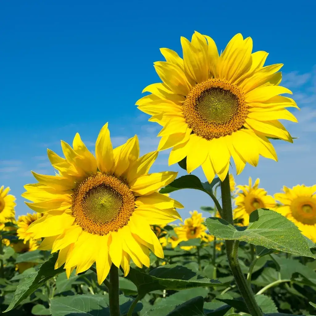 Zdjęcie Gdzie sprzedać kwiaty słonecznika? Sprawdź najlepsze opcje sprzedaży