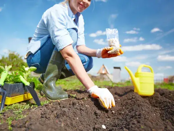 Zdjęcie Co siejemy w maju? Odkryj najlepsze warzywa i kwiaty do sadzenia