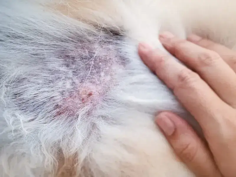 Zdjęcie Choroby skóry u Devon Rex: objawy, przyczyny i skuteczne leczenie