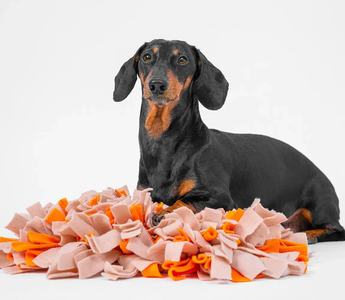 Zdjęcie Zabawka sensoryczna dla psa: jak wybrać najlepsze dla swojego pupila