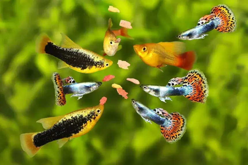 Zdjęcie Jakie rybki mogą być razem w akwarium, aby uniknąć konfliktów?
