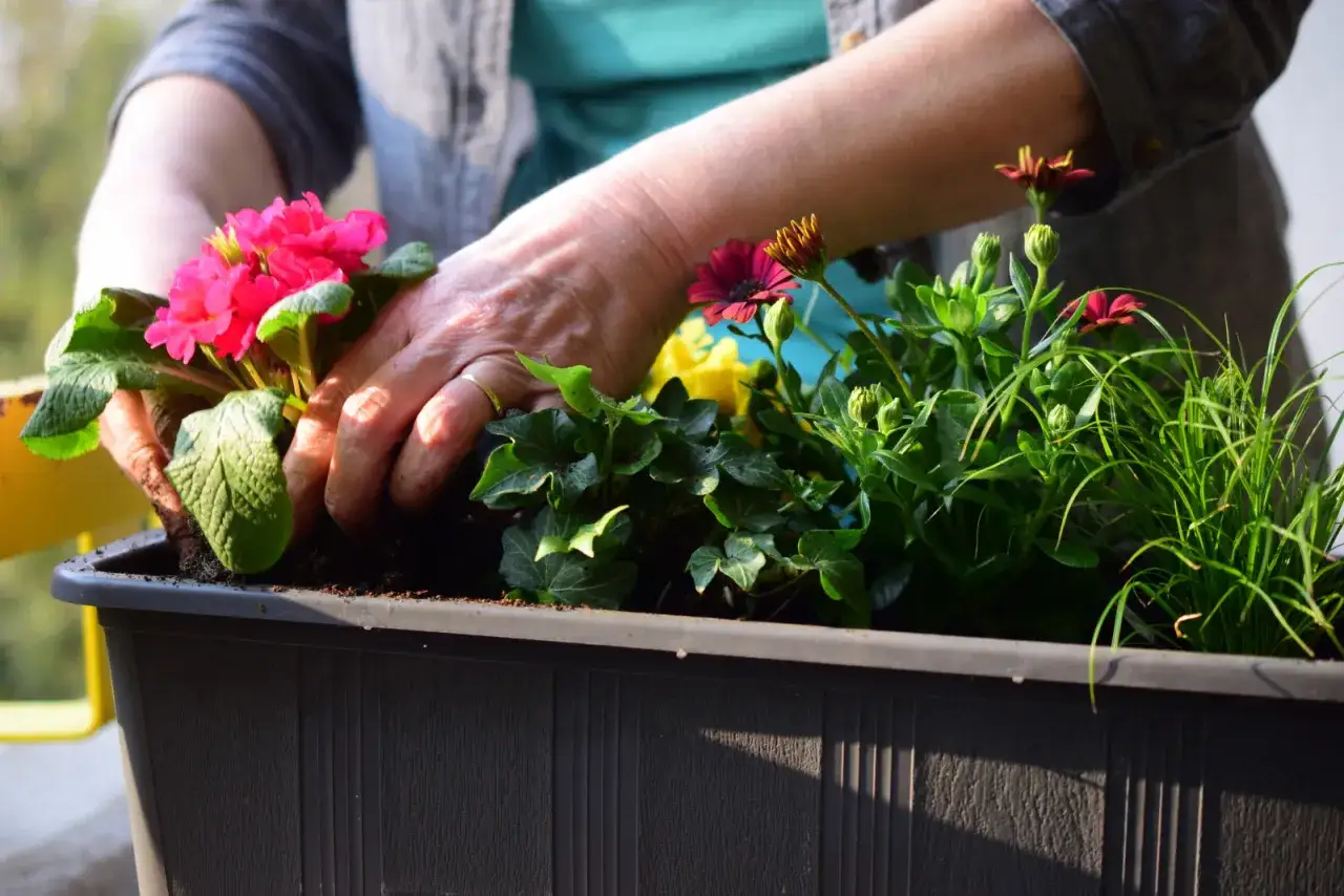 Zdjęcie Co sadzić w marcu na balkonie, by uniknąć przymrozków?