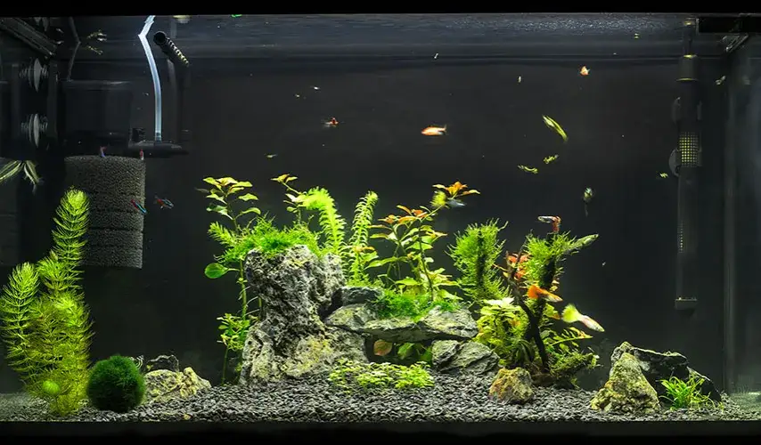 Zdjęcie Jak zamontować filtr w akwarium - uniknij najczęstszych błędów