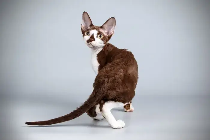 Zdjęcie Czy Devon Rex uczula? Co musisz wiedzieć przed zakupem kota