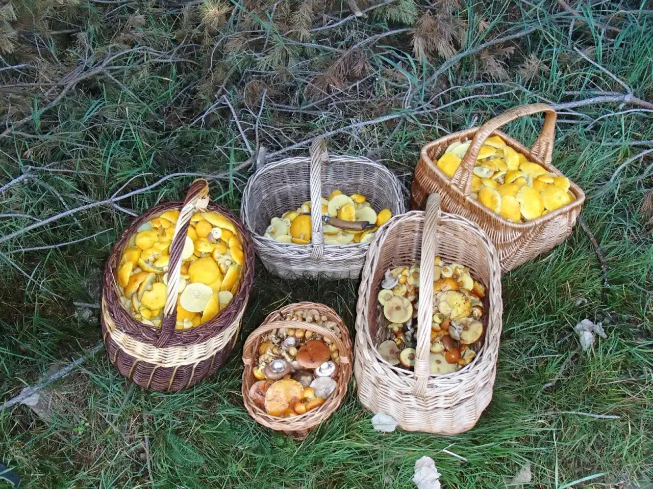 Zdjęcie Borowiec dęty: przepisy i porady na smaczne danie