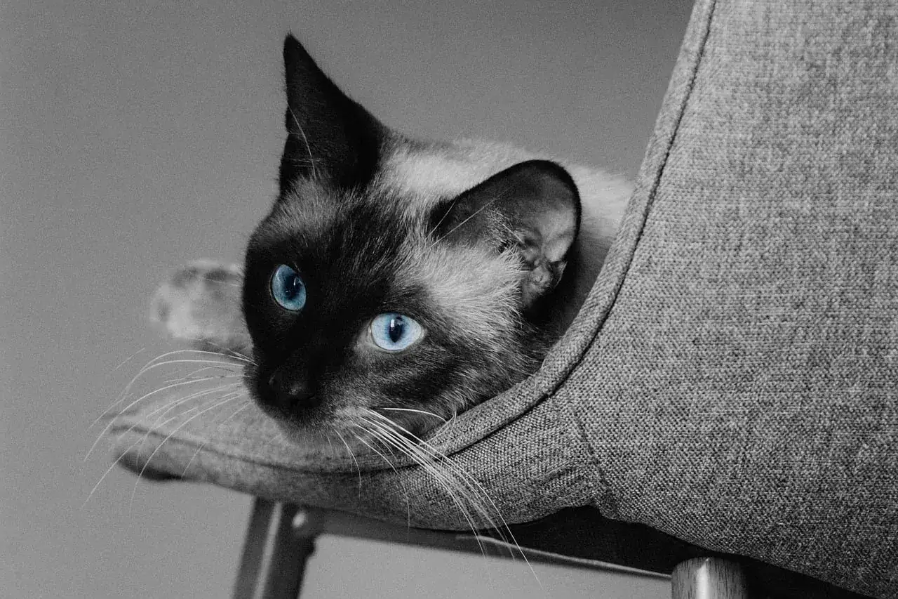 Zdjęcie W jakim wieku sterylizować kotkę, aby zapewnić jej zdrowie?