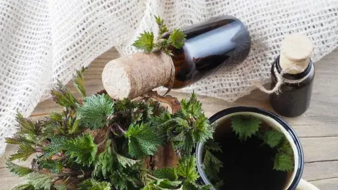 Zdjęcie Nalewka z pokrzywy na co pomaga - odkryj jej niezwykłe właściwości zdrowotne