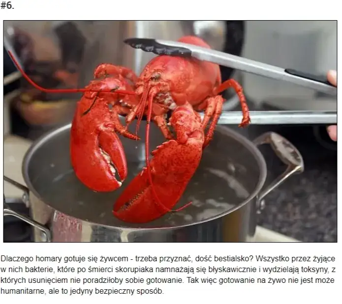 Zdjęcie Czy homary czują ból? Fakty, które mogą Cię zaskoczyć
