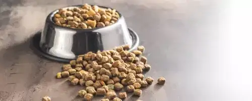 Zdjęcie Jak moczyć suchą karmę dla psa, aby poprawić jego apetyt i zdrowie