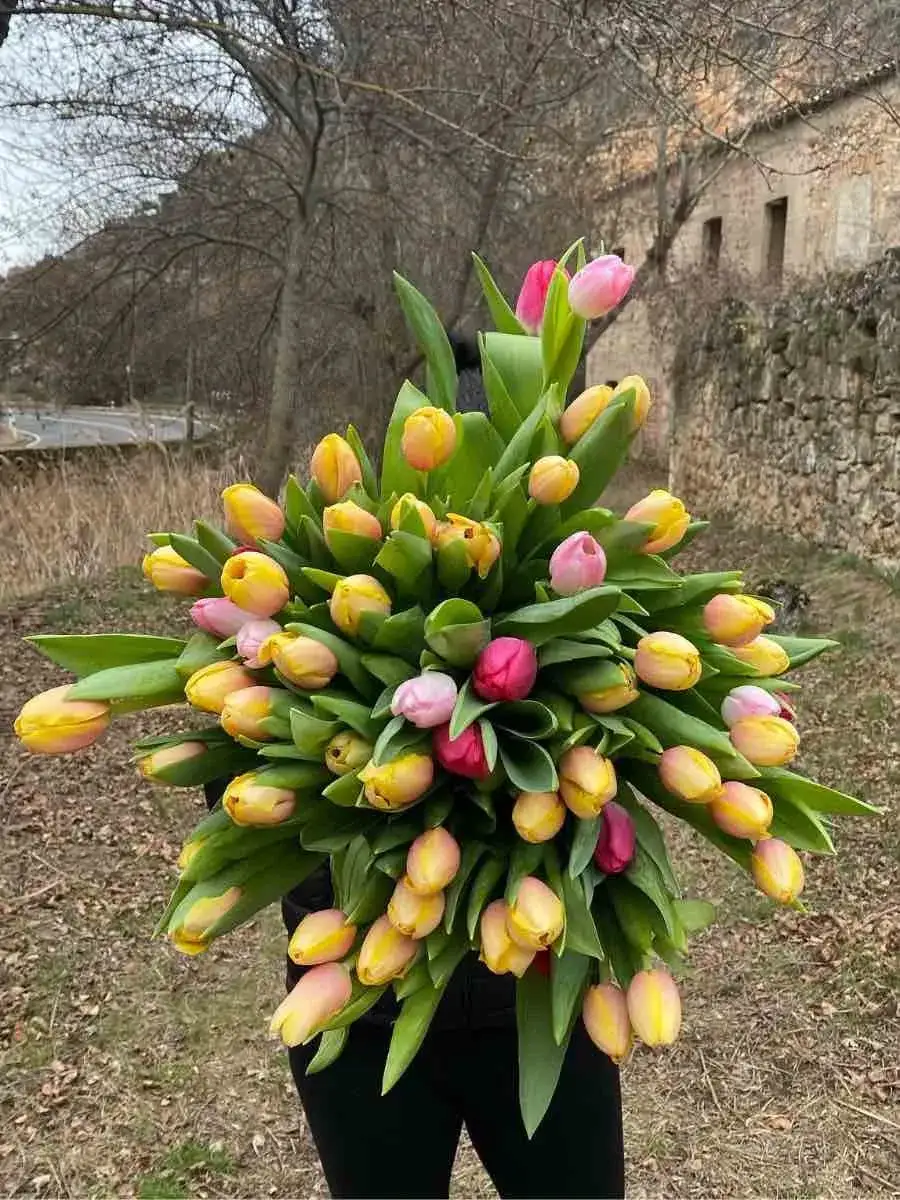 Zdjęcie Cuándo se plantan los tulipanes en España para un jardín espectacular