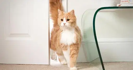 Zdjęcie Czy kotka może zajść w ciążę bez rui? Prawda o płodności kotów