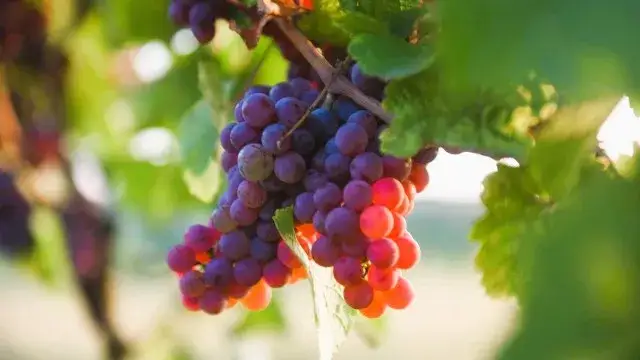 Zdjęcie Gdzie kupić wino zielonogórskie? Odkryj najlepsze miejsca w regionie