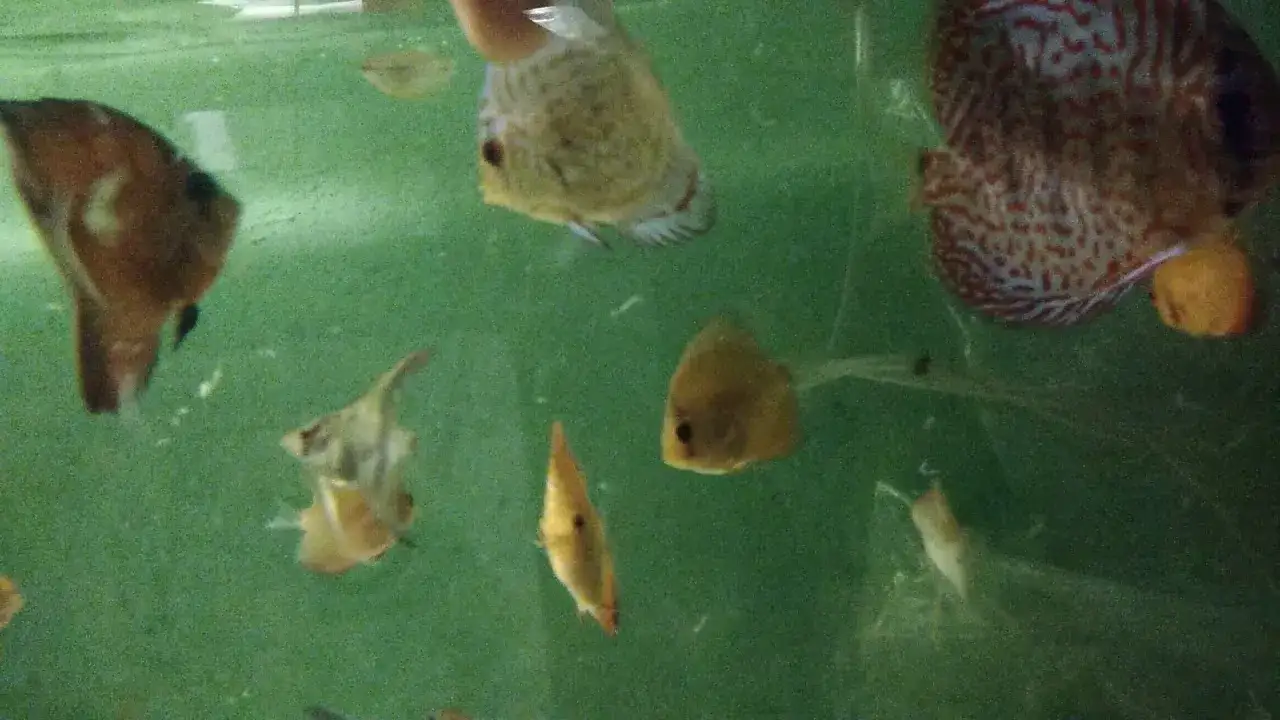 Zdjęcie Czym karmić skalary, aby szybko rosły i uniknąć problemów zdrowotnych