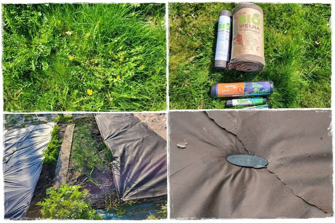 Zdjęcie Jak belica chwast zagraża uprawom i jak skutecznie ją zwalczać