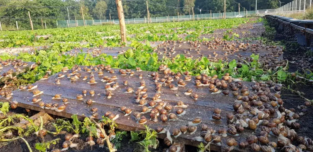 Zdjęcie Hodowla ślimaków od czego zacząć – kluczowe kroki i porady dla początkujących
