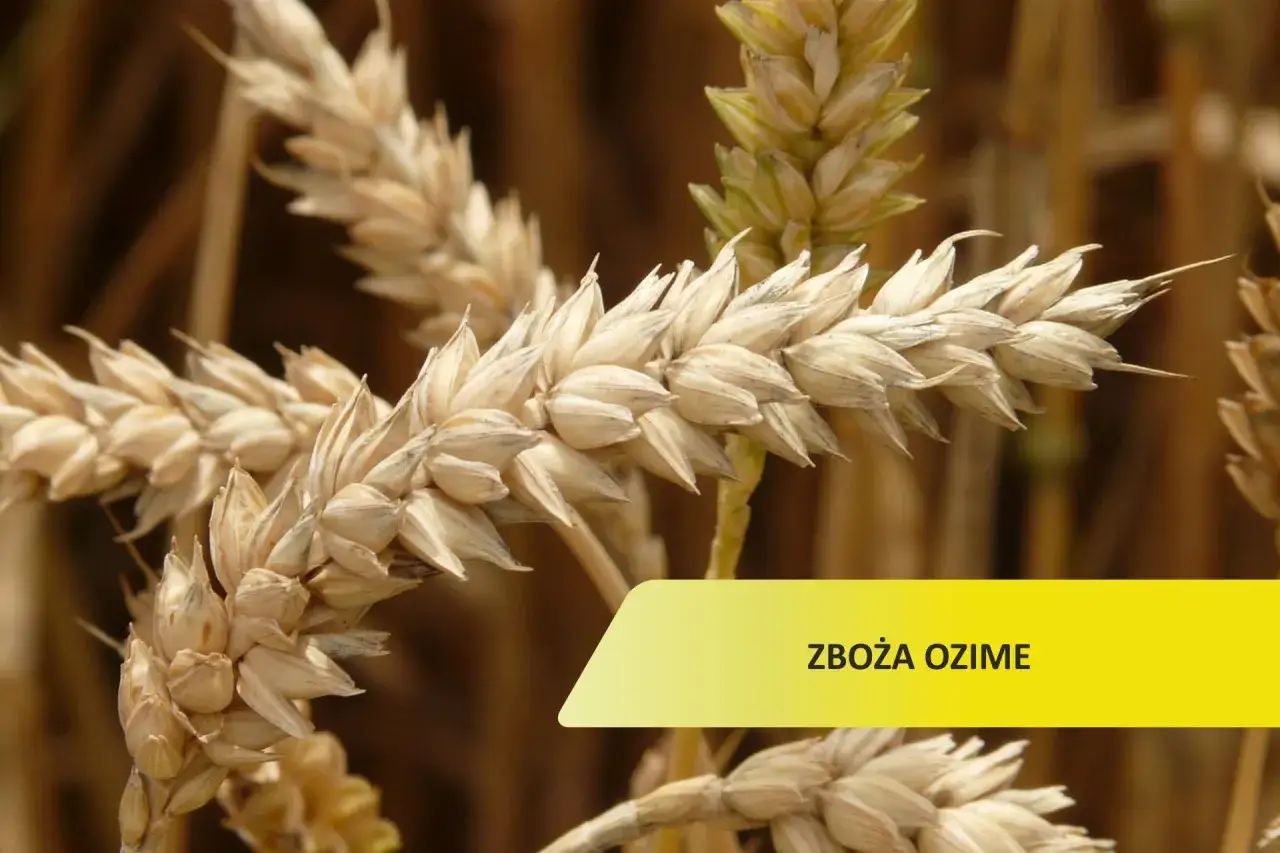 Zdjęcie Jakie są zboża ozime? Odkryj ich rodzaje i uprawę w Polsce