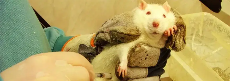 Zdjęcie Investigaci&oacute;n animal: El pilar insustituible de la medicina