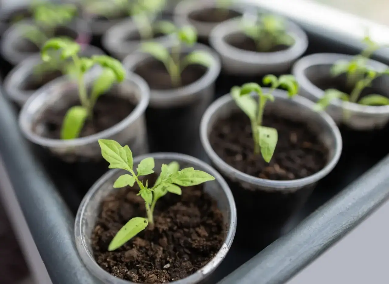 Zdjęcie Jaki nawóz do sadzonek pomidorów, aby uniknąć błędów w uprawie?