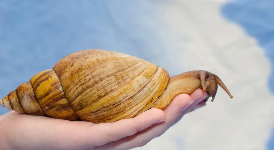 Zdjęcie Jak rozmnażają się ślimaki afrykańskie? Zaskakujące fakty o ich życiu