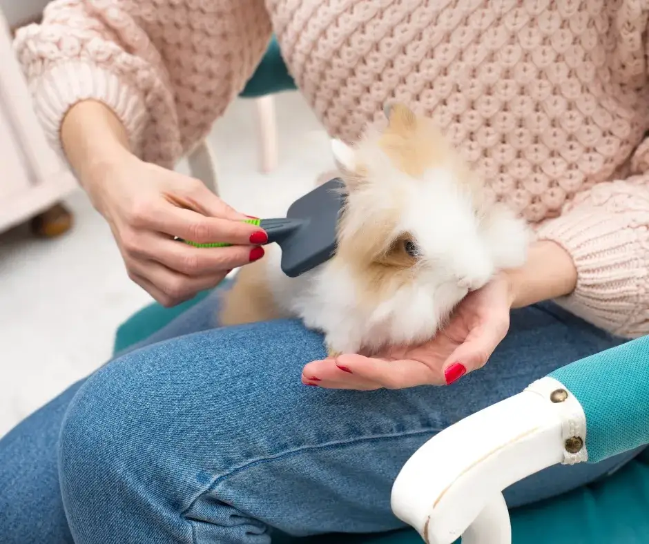 Zdjęcie Dlaczego królik gubi sierść? Poznaj przyczyny i objawy problemów zdrowotnych