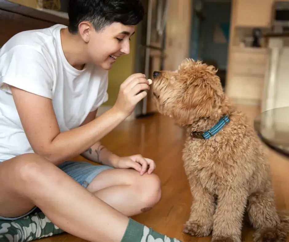 Zdjęcie Jak wytresować szczeniaka: skuteczne metody i najczęstsze błędy