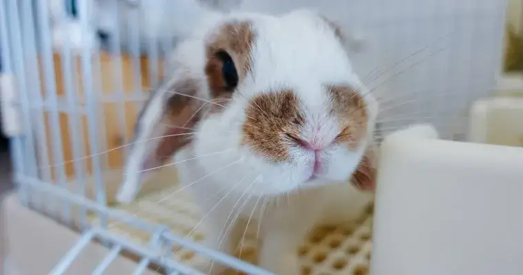Zdjęcie Poznaj prawdziwe przyczyny dlaczego królik gryzie klatkę: rozwiązania problemu