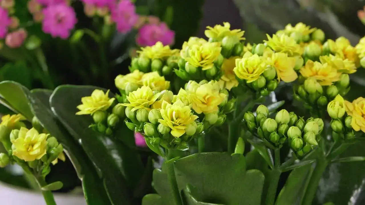 Zdjęcie Jak przycinać kalanchoe, aby uniknąć błędów i cieszyć się pięknem rośliny