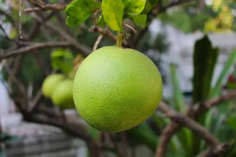 Zdjęcie Kiedy sezon na pomelo w Polsce? Sprawdź najlepszy czas na zakupy