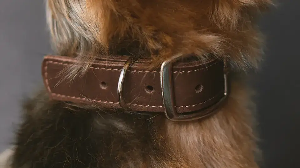 Zdjęcie Jak założyć psu obrożę, aby była wygodna i bezpieczna