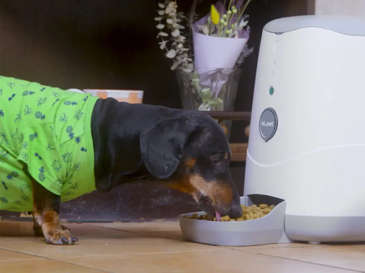 Zdjęcie Jak zrobić dozownik suchej karmy dla psa, który zaoszczędzi Twój czas