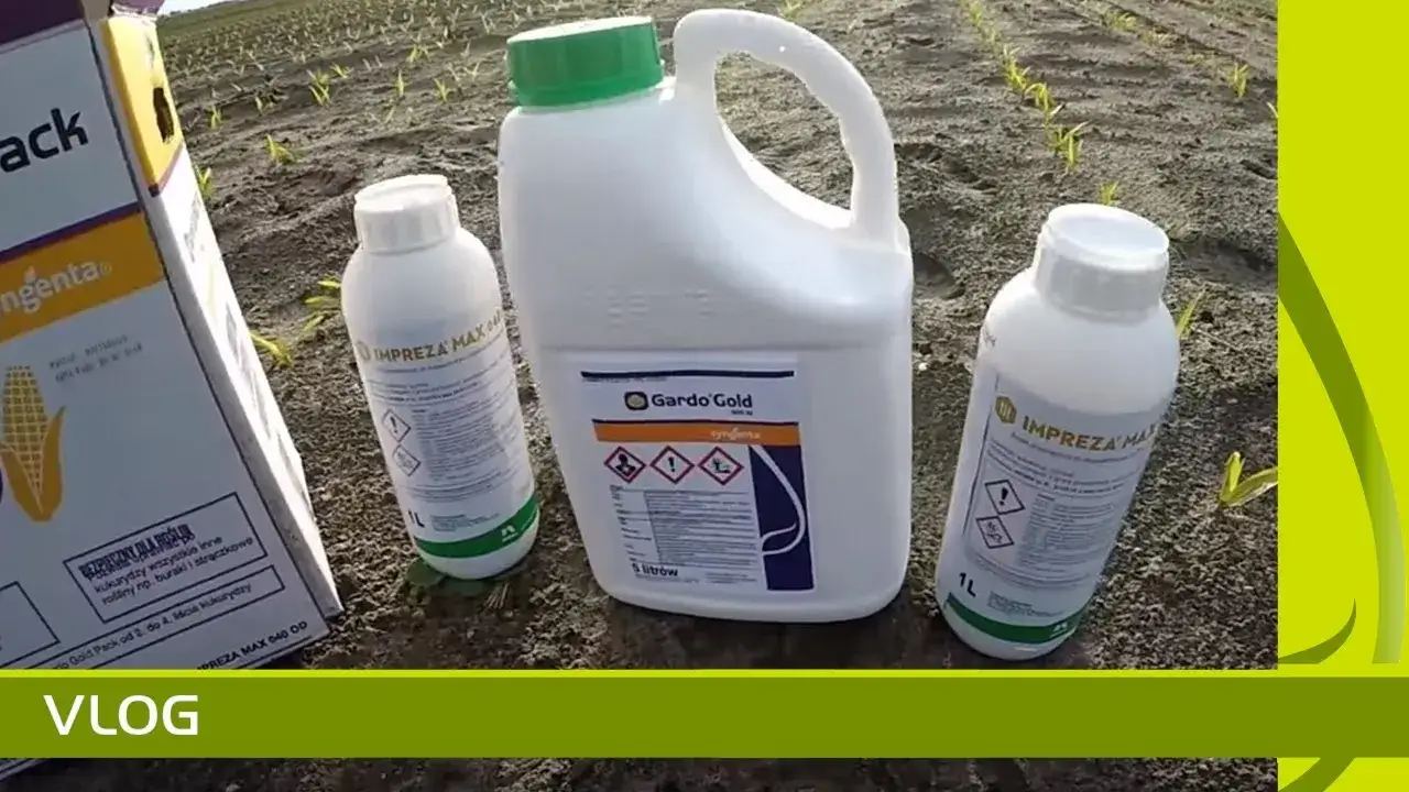 Zdjęcie Skuteczny oprysk na chwast w owsie – najlepsze herbicydy i porady