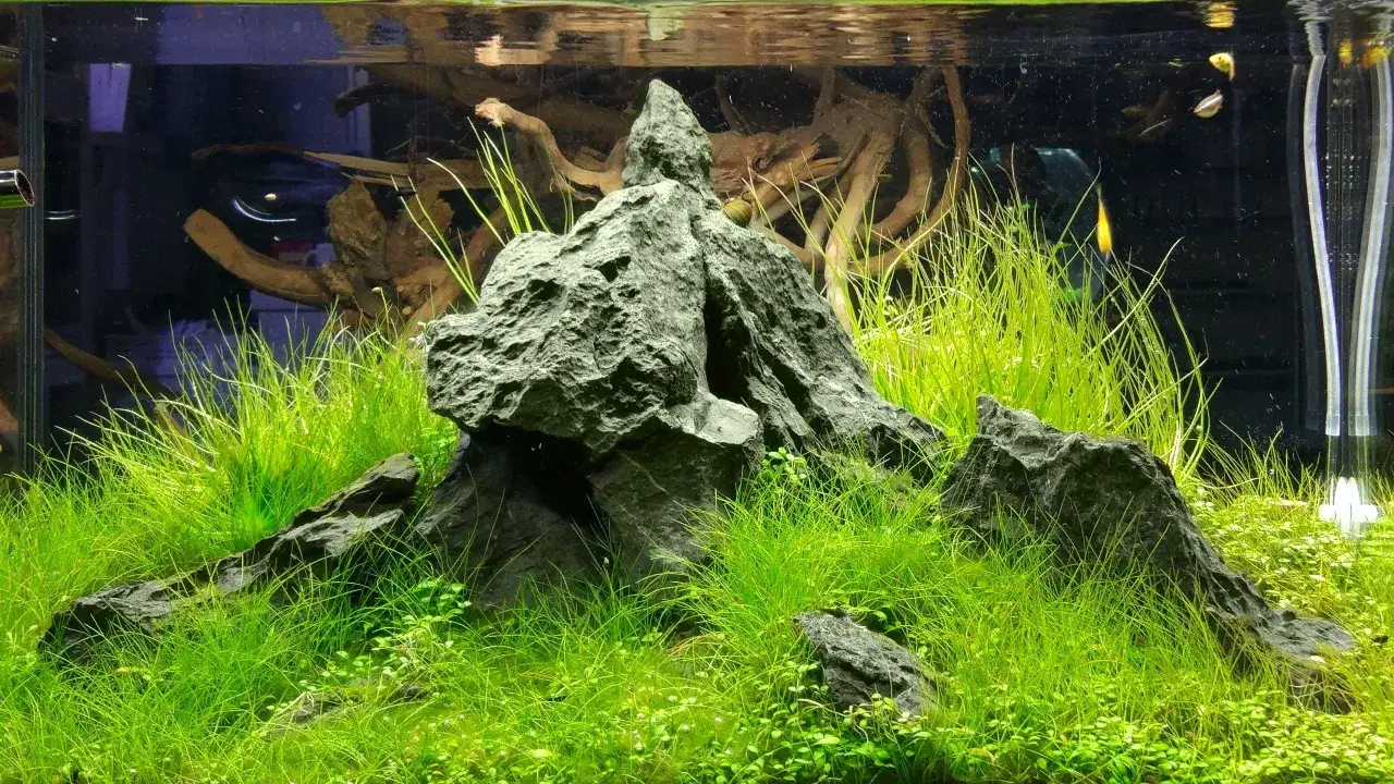 Zdjęcie Jakie GH w akwarium – klucz do zdrowia ryb i roślin wodnych