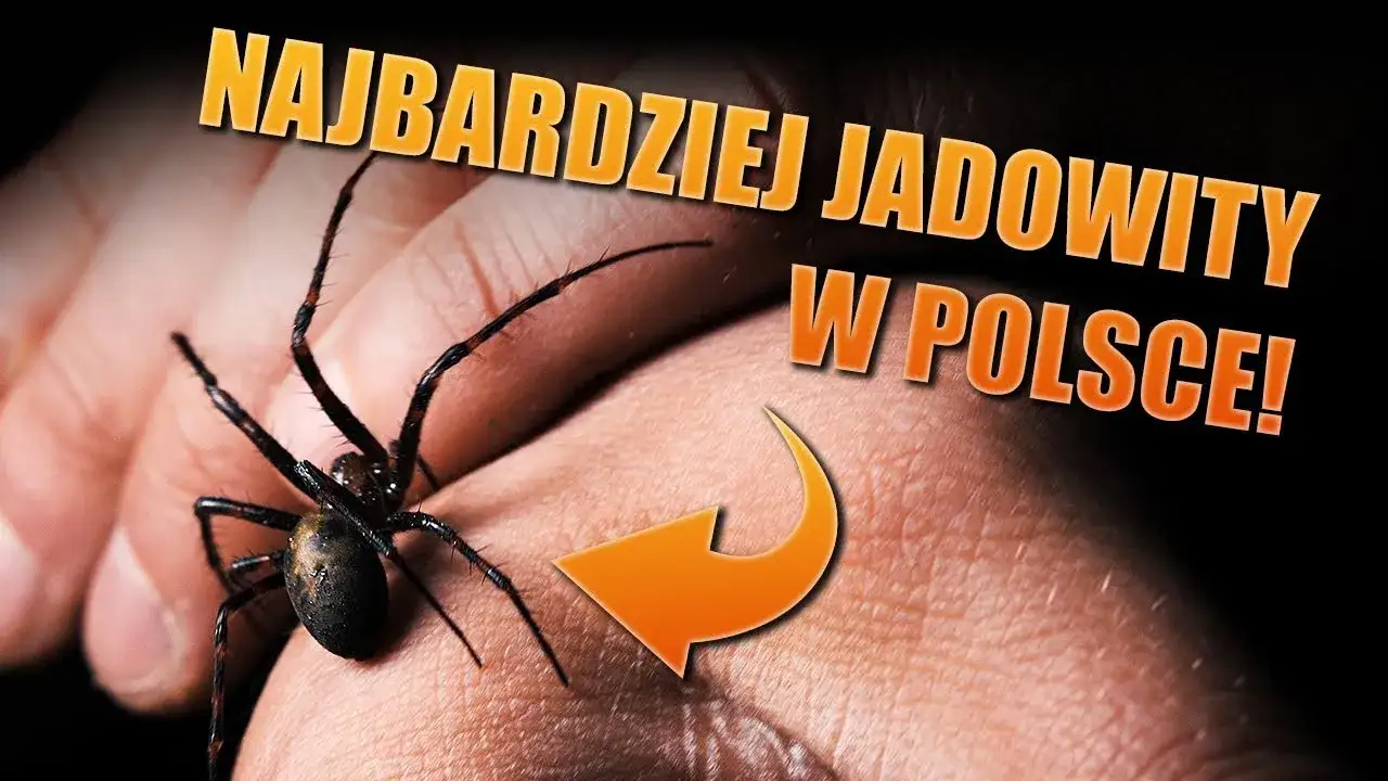 Zdjęcie Najgroźniejszy pająk w Polsce – czy sieciarz jaskiniowy jest niebezpieczny?