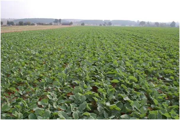 Zdjęcie Jaki nawóz pod rzepak przed siewem, aby uniknąć problemów z plonami?