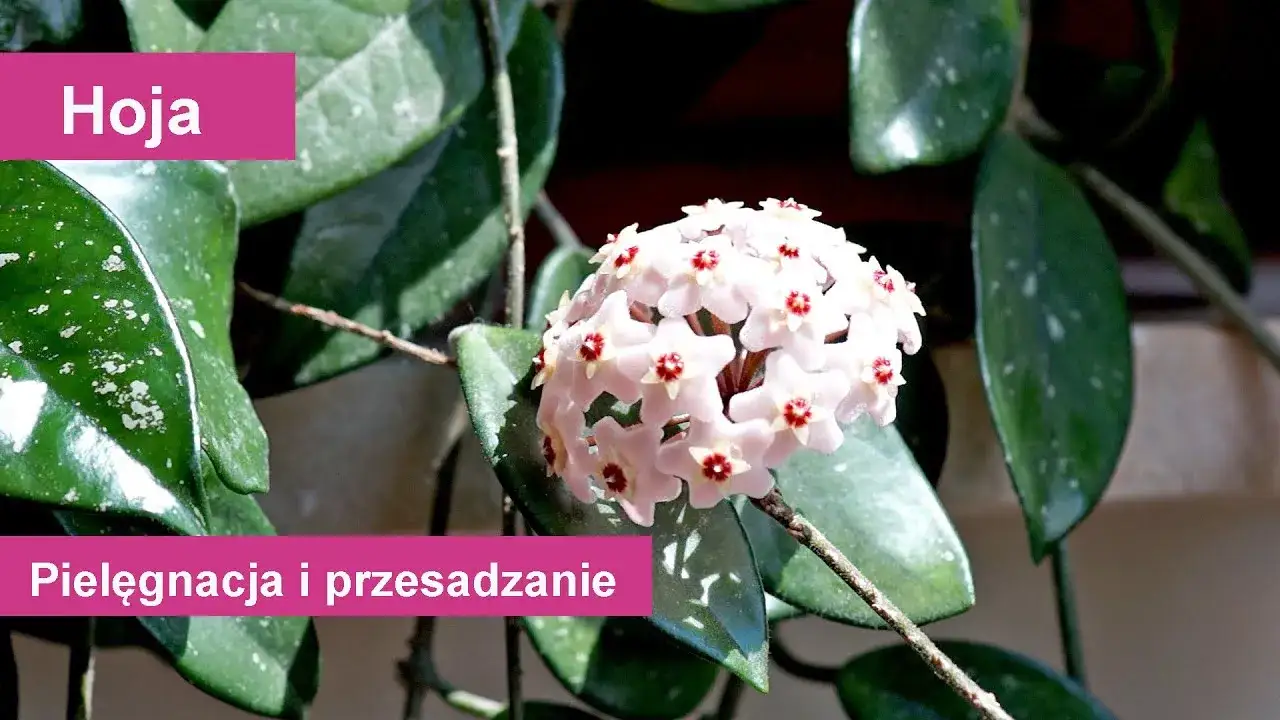 Zdjęcie Jak kwitnie hoja - poznaj sekrety skutecznego kwitnienia tej rośliny