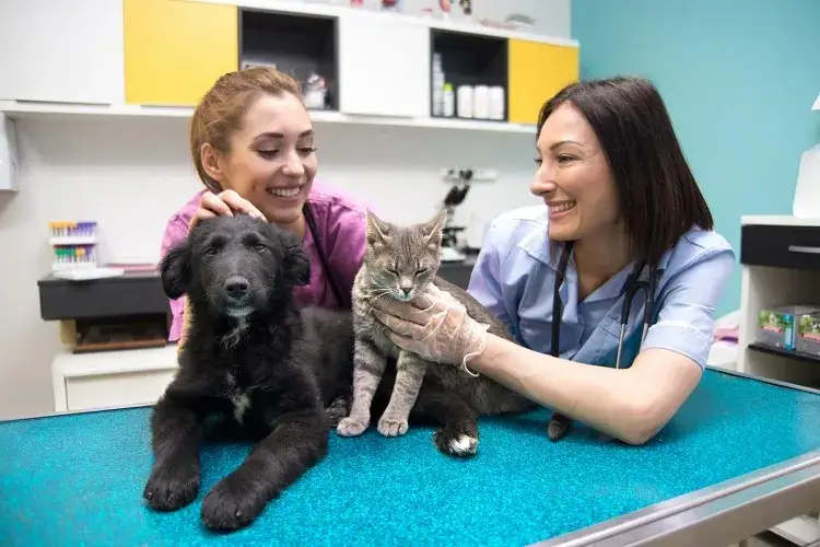 Zdjęcie Ile kosztuje odrobaczenie kota u weterynarza? Sprawdź ceny i metody