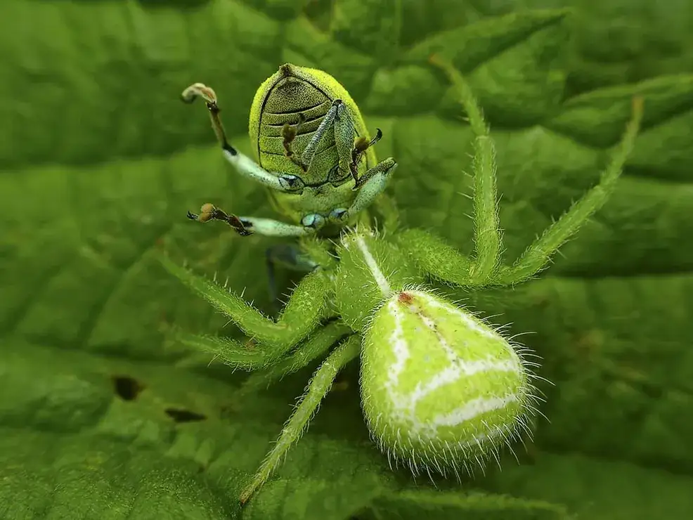 Zdjęcie Człowiek Pająk - poznaj niezwykłe moce i historię superbohatera Marvela