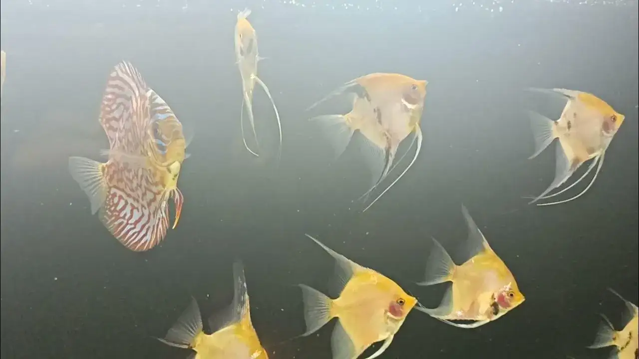 Zdjęcie Czy pyszczaki mogą być ze skalarami? Poznaj ryzykowne połączenia w akwarium