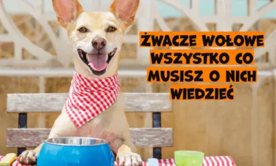 Zdjęcie Czy żwacze są zdrowe dla psa? Odkryj korzyści i zagrożenia